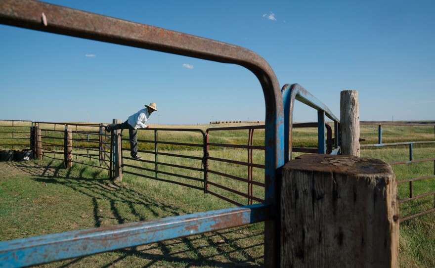 Conni checks on a bull on her ranch. She says she will never sell her spread to the reserve. "I really feel like ranchers — these land stewards — are the best option for conservation."