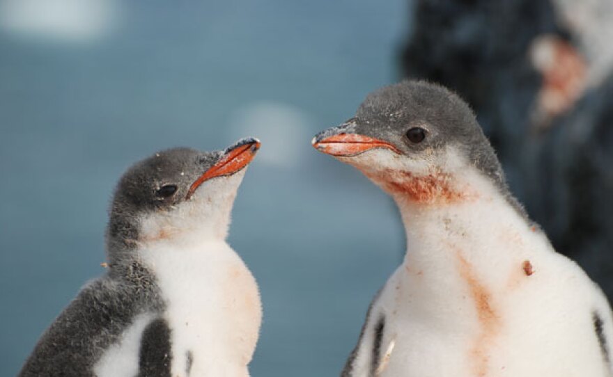 Gentoo chicks pose for the camera.