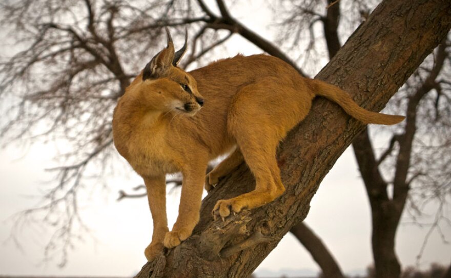 Caracal. N/a’an ku sê, Namibia.
