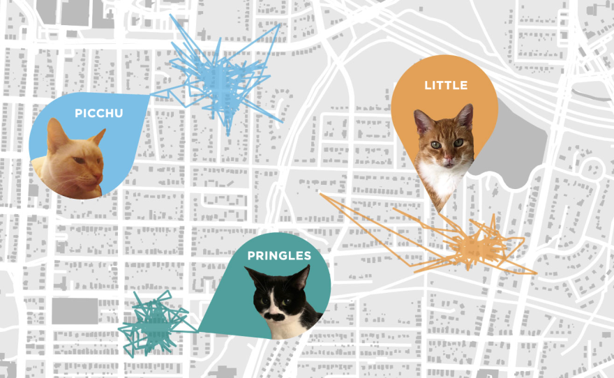 The Killer At Home: House Cats Have More Impact On Local Wildlife Than Wild Predators