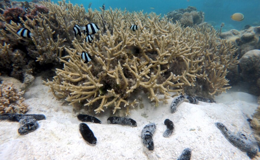 Sea cucumbers like the ones seen here on the sandy bottom behave like "little Roombas that run around," says marine ecologist Mark Hay. He thinks they consume the microbes that would otherwise make the corals pictured here sick.