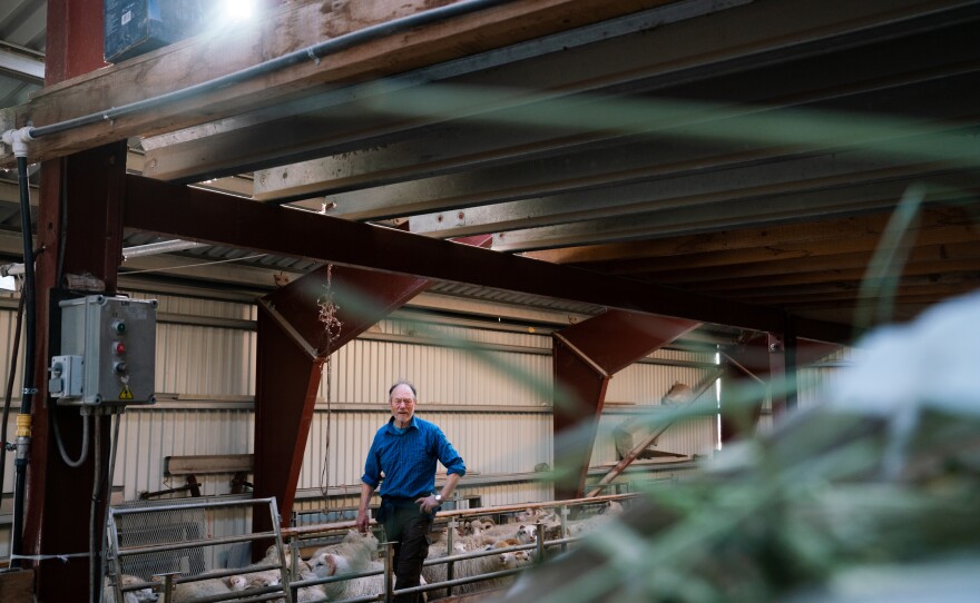 Lars Nielsen walks through the barn filled with sheep after the roundup.