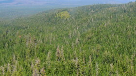 Massive Forest Thinning Project Gets New Contractor
