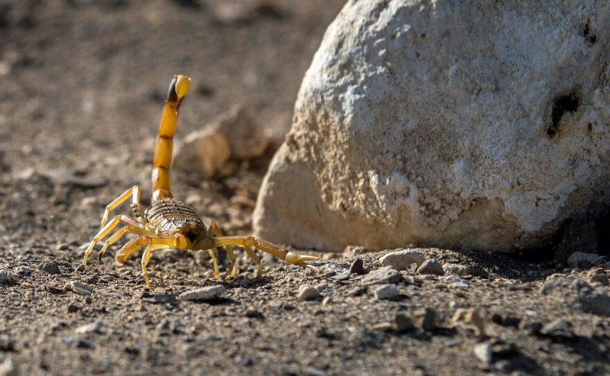 A scorpion is pictured at the Scorpion Kingdom laboratory and farm in Egypt's Western Desert, near the city of Dakhla in the New Valley, in February 2021.