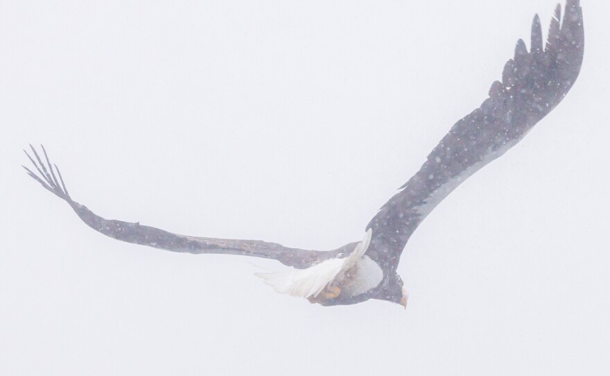 Sea Eagle