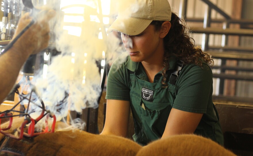 Veterinarian Karen Chandler works quickly to castrate young male calves.