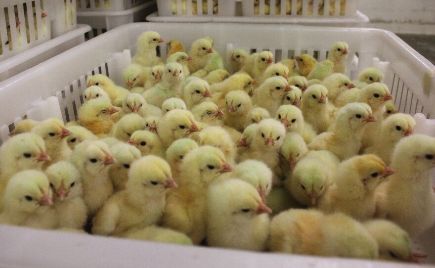 These chicks, at a Perdue hatchery in Salisbury, Md., have received no antibiotics.