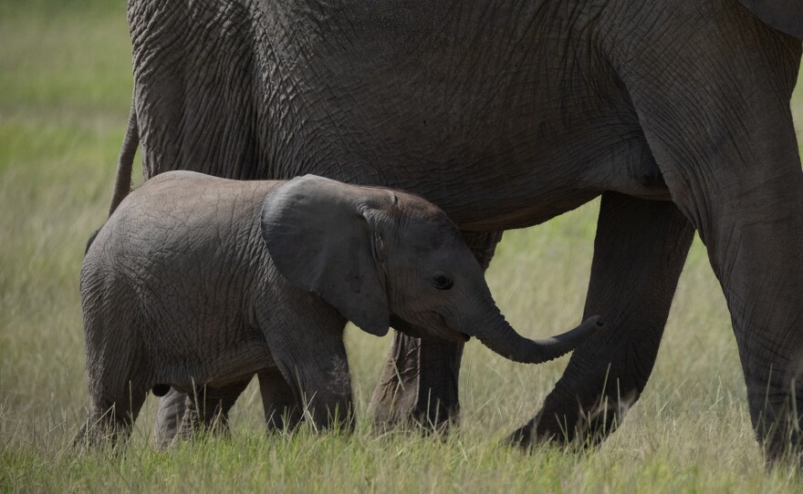 Mother elephant with her young calf.