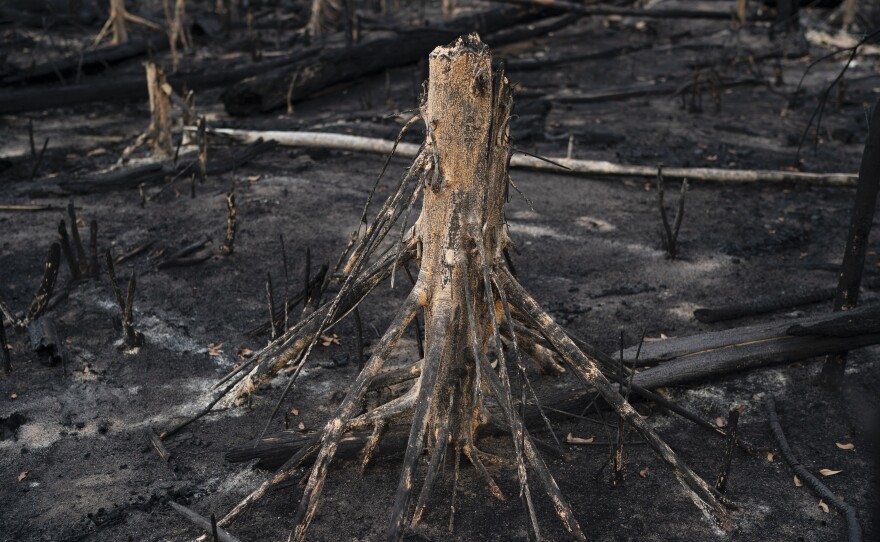 A cut tree stands in a burned area in Prainha, Para state, Brazil. A U.N. report says habitat loss is leading to more animal-to-human transmission of disease.