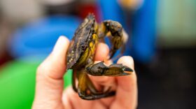 A green crab caught off the coast of New Hampshire.