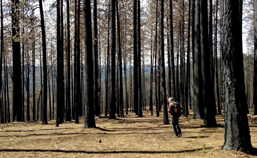 Kevin Sadlier hunts for morels in the Lake County forest burned by last September's Valley Fire — one of the most destructive in California history.