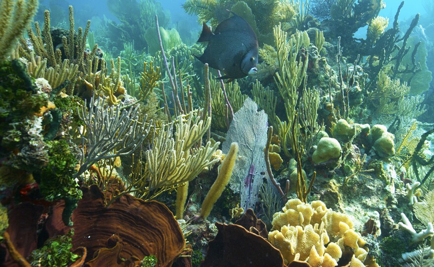 The shallow areas of the reef are gardens of diverse colonies of corals and colorful fish. Guatemala.