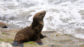 A sea lion pup lounges by the ocean.