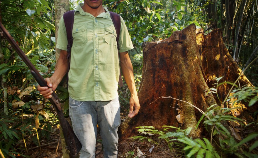 Rubber tapper Helenílson Felix stands near the stump of a tree that was felled by illegal logging. The tappers explained that this is how deforestation begins: The forest is thinned of its biodiversity, picked apart tree by tree.