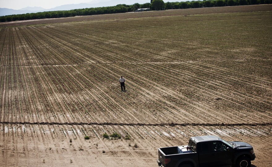 Buffett in a pinto bean field on the Arizona farm, where he grew 60,000 pounds of beans for a Tucson food bank in 2012. Another goal of Buffett's research farm is to find better crops for poor subsistence farmers.