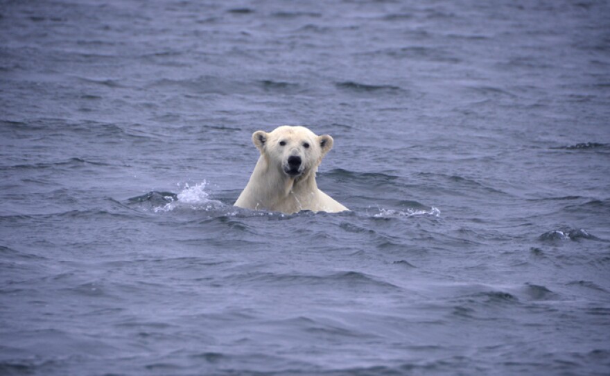 Head shot of polar bear in the water, Katovic Bay, Alaska.