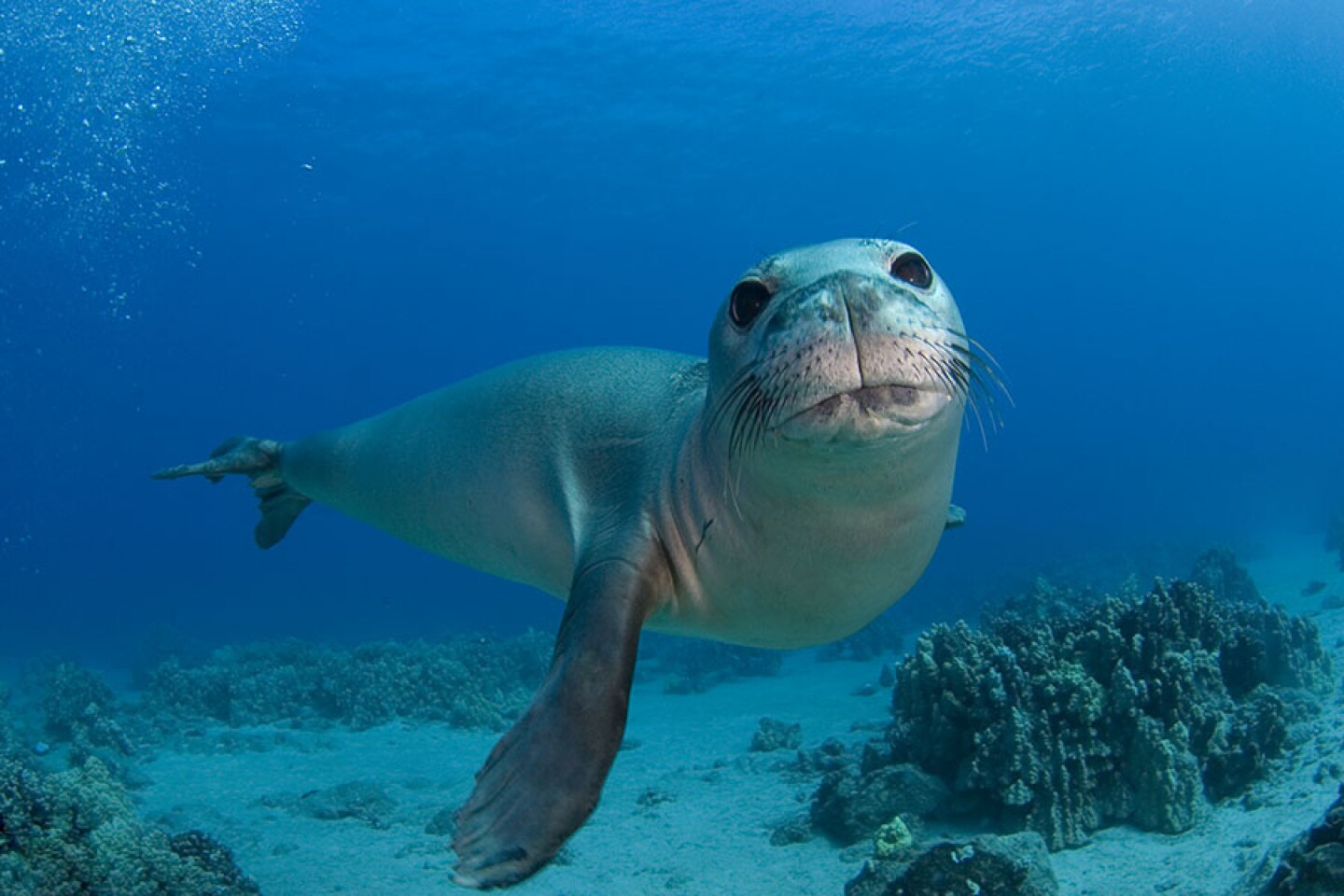 The Hawaiian Monk Seal, Monachus schauinslandi, one of the rarest marine mammals in the world with less than 1500 seals scattered throughout the entire archipelago. Numbers have begun to recover since the creation of one of the biggest protected marine areas in world encompassing the northern Hawaiian islands – their main territory. 
