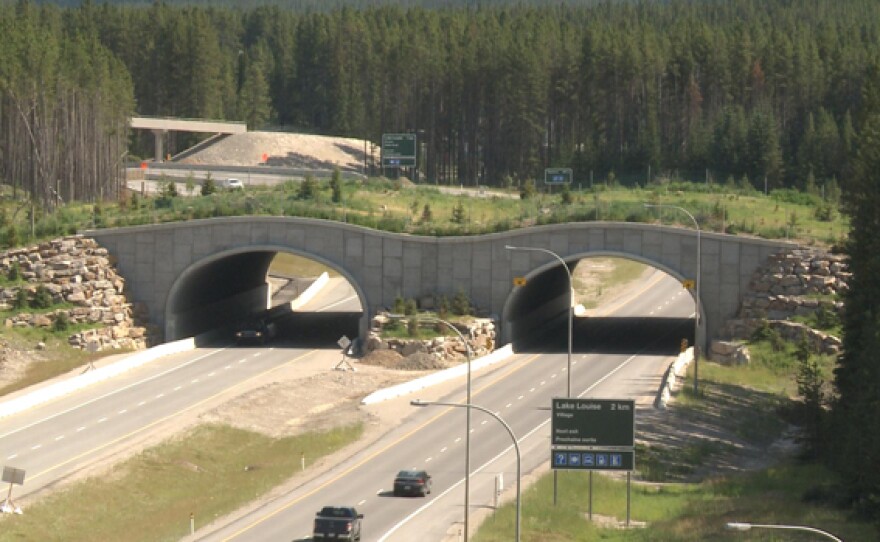 A wildlife overpass in Banff National Park, Canada.