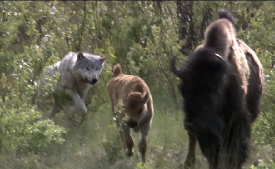 Wolf attacking buffalo calf.