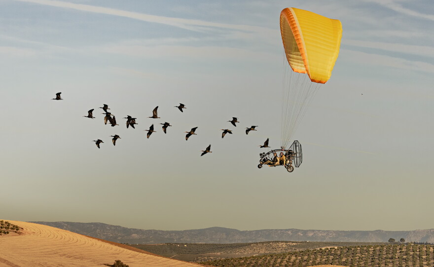 Ibises take flight, led by scientists in an ultralight aircraft in this image which was the overall winner of this year's Scientist at Work photography competition sponsored by the journal Nature.