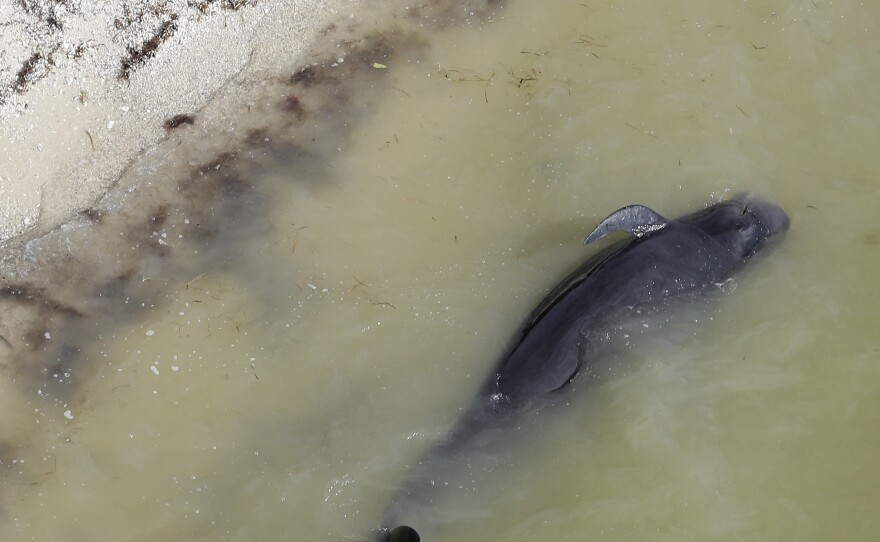 A dead pilot whale lies near the beach in a remote area of Florida's Everglades National Park, on Wednesday.