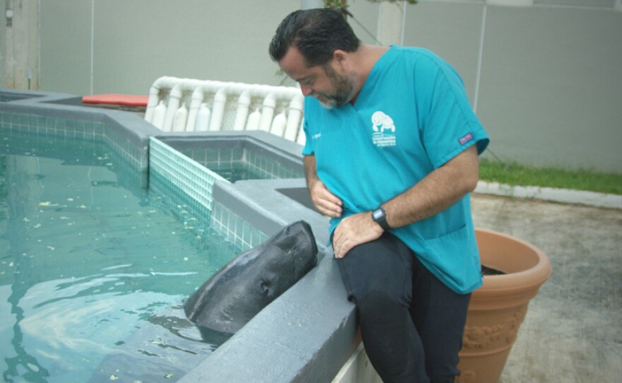 Tony Mignucci and Guacara the manatee at the Manatee Conservation Center in Puerto Rico.