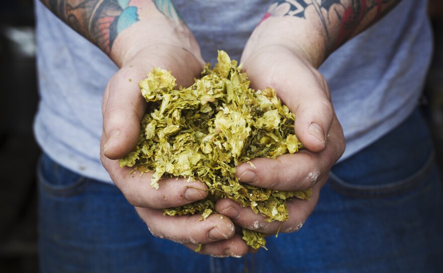 Some beer makers are excited about the possibility of using modified yeast to flavor beer instead of hops, which require a lot of water to grow.