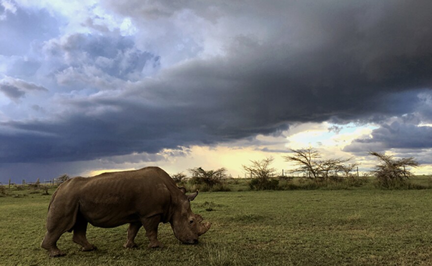 Sudan, last male northern white rhino, living in a Kenyan sanctuary under 24-hour armed guard.