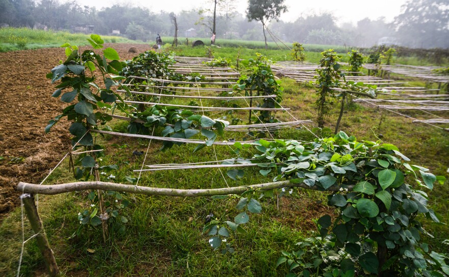 "Orphan crops" refers to plantings that have fallen out of favor but could offer advantages over staples like wheat and grain in a changing climate. Above: Lablab purpureus, also known as Indian bean and Egyptian kidney bean, is native to sub-Saharan Africa and India. It's a warm-season annual or short-lived perennial with a thick stem that grows up to 3 feet and vines that can reach 25 feet long.