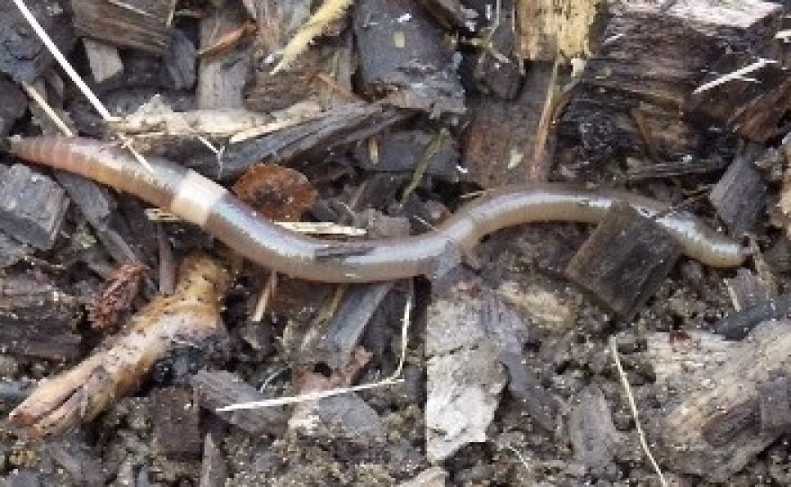 Crazy worms — an invasive species from Asia — pose a threat to forests, scientists say. The worms can thrash around so violently that they can jump out of a person's hand. They also lose their tail — on purpose.