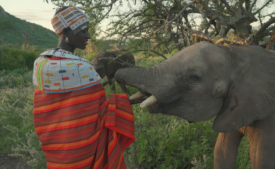 Mpayon Loibotong'u and elephant