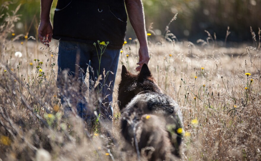 Vesely and Rogue head into the field to demonstrate the dog's ability to search for Western Pond Turtles.