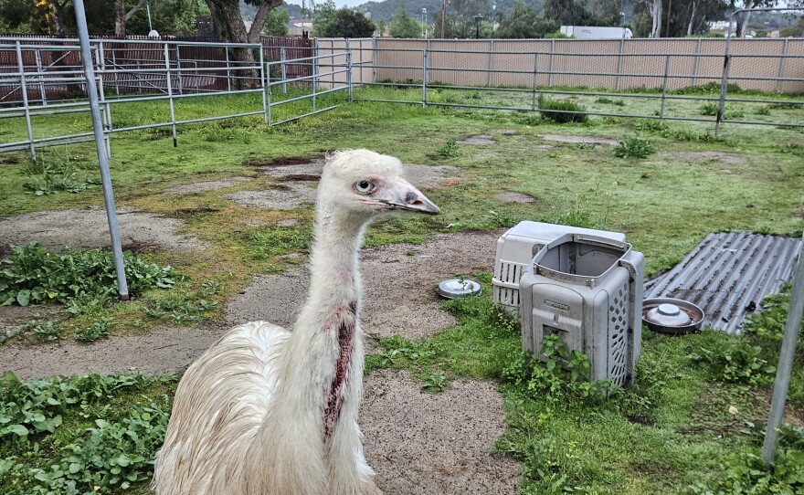 An emu rescued by the San Diego Humane Society is seen in an undated image. Escondido, Calif.
