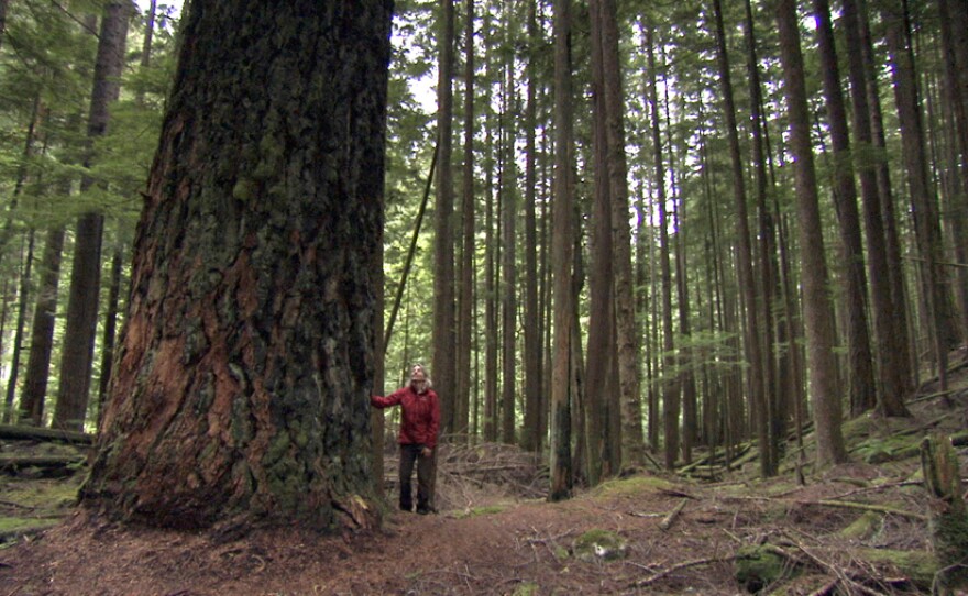 Dr. Suzanne Simard, University of British Columbia, looks up at a huge Douglas fir tree, some of which can be 120 metres tall, on the Sunshine Coast of British Columbia.
