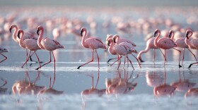 Lesser flamingo, Lake Nakuru National Park, Kenya.