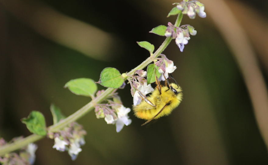 Wild pollinators like this bumblebee are integral to farmers' livelihoods and nutrition.