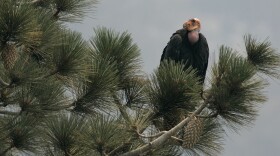 A California Condor is perched atop a pine tree in the Los Padres National Forest east of Big Sur, Thursday, July 10, 2008.