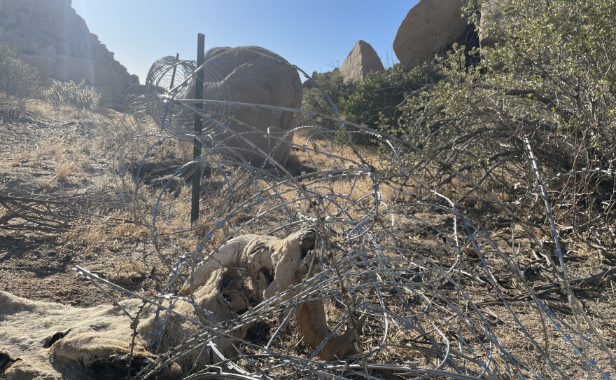 Wildlife biologist Christina Aiello found an endangered Peninsular bighorn sheep dead on Wednesday, June 3, 2026, after becoming entangled in concertina wire in the Jacumba Wilderness. U.S. Customs and Border Protection is closing gaps in the California-Mexico border with concertina wire.
