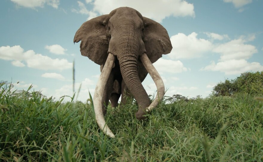 Craig, a 53-year-old, consuming grasses of the eastern Amboseli National Park, Kenya. He is considered a “super tusker,” whose tusks each weigh more than 100 pounds. Fewer than 30 super tuskers remain in all of Kenya.