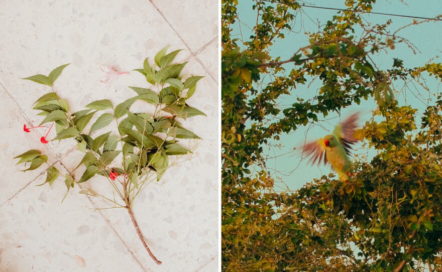 Left: A Gudi arrangement is used to ward off evil and invite prosperity into a house during the Marathi new year. It's usually created with neem leaves and a colorful flag, but curry leaves are used here, because that's what was available. Right: A parakeet in midflight.