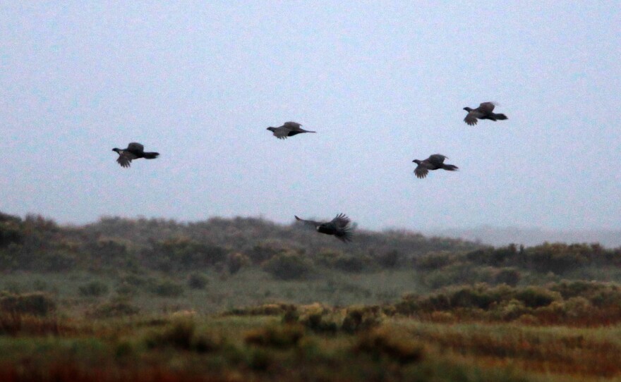 A sage grouse flock takes wing in the early morning in the valley.