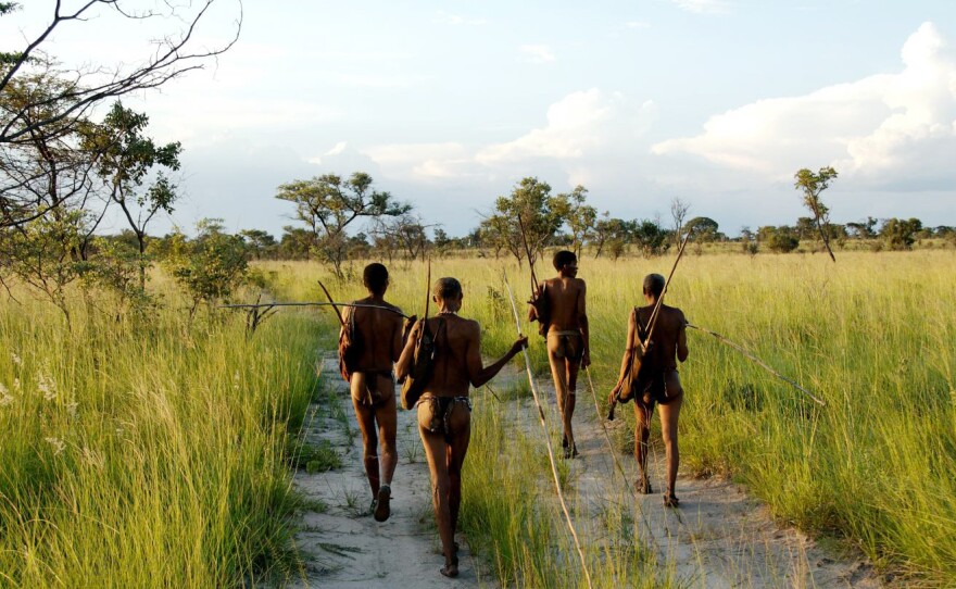 In Namibia today, members of the ancient tribe of hunter-gatherers still forage. New genetic research reveals they were once the largest group of humans.