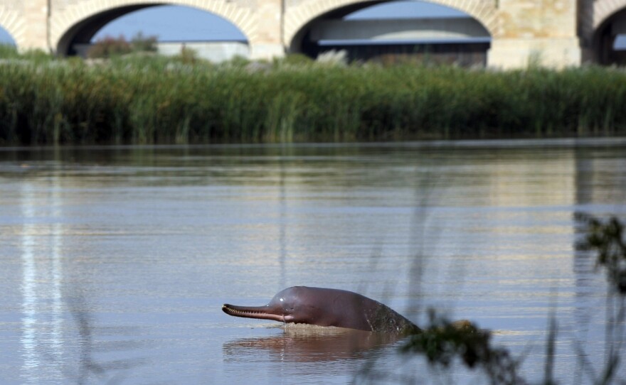 A dolphin swims along the Indus river in the southern Pakistani city of Sukkur. Local legend has it that Pakistan's Indus River dolphin was once a woman, transformed by a curse from a holy man angry that she forgot to feed him one day. This endangered species is seeing numbers revive, with fisherfolk playing a role as citizen-scientists.