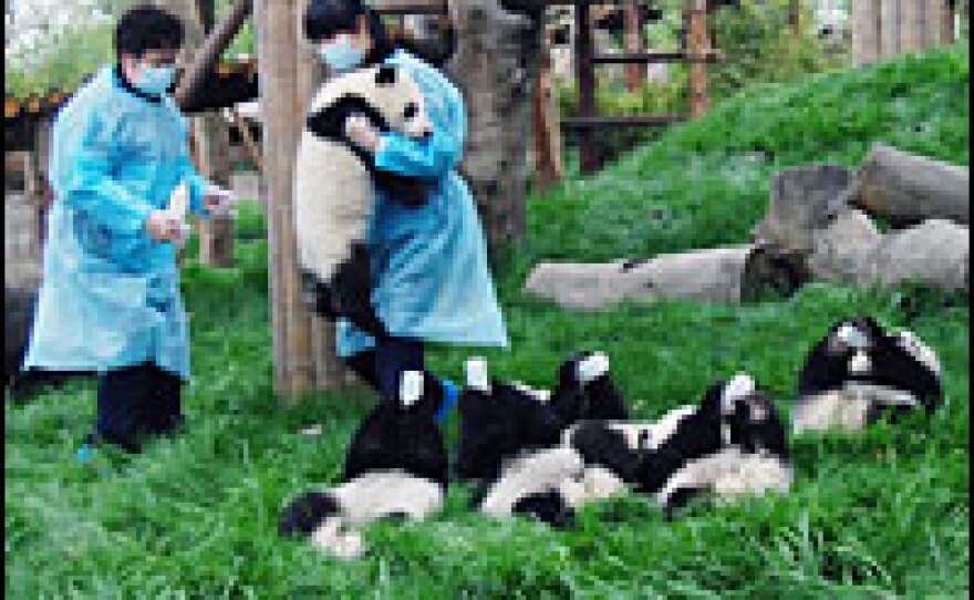 Panda cubs feed themselves from baby bottles. At the panda base, young pandas are weaned from their mothers much earlier than in the wild. That's so the mothers can go into heat sooner — and, hopefully, reproduce sooner, too.