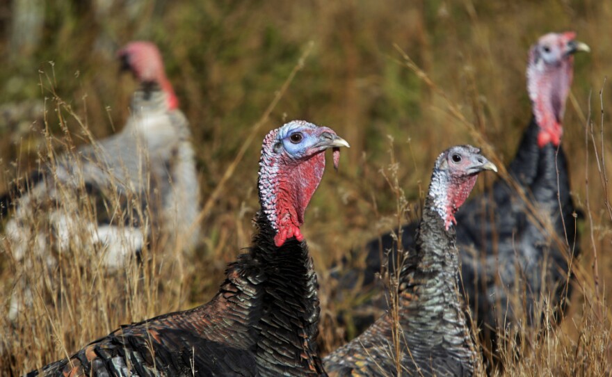 Narragansett and Standard Bronze heritage breed turkeys browse at a farm in Westport, Mass.