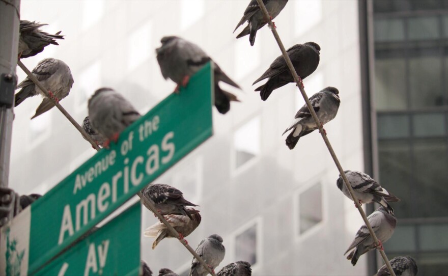 A pigeon flock on New York City’s “Avenue of the Americas” street sign.