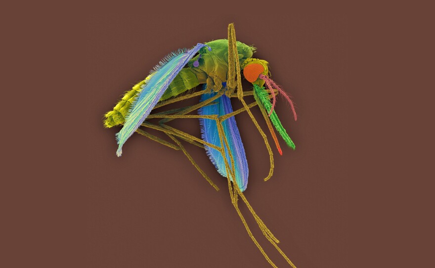 A colored scanning electron micrograph of a female Anopheles mosquito, a vector for the malaria parasite Plasmodium vivax.