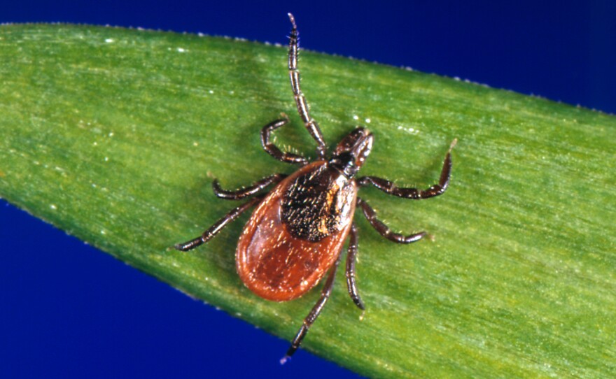 Blacklegged ticks carrying the bacterium that causes Lyme have been found in the coastal chaparrals surrounding California beaches.
