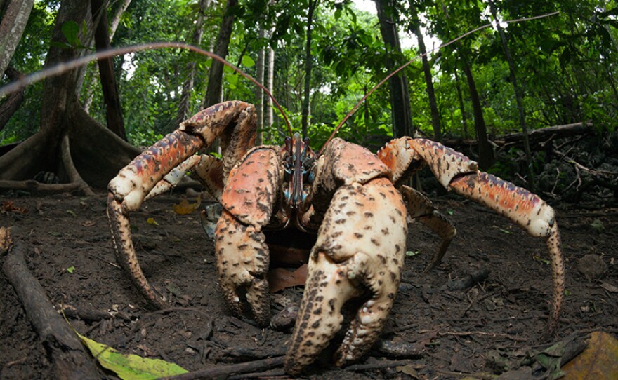 The coconut crab is the largest terrestrial crab on Earth.