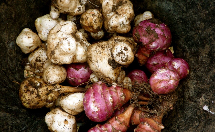 Bury a few Jerusalem artichokes in your backyard, and you'll have summer sunflowers, followed by a crop of tubers.